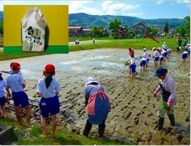 南魚沼産（しおざわ）こしひかり8割減農薬米精米５Kg×6回