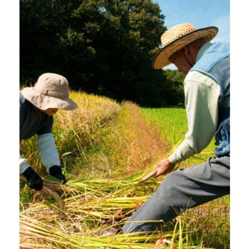 精米 秋田県産あきたこまち 10kg 令和4年産