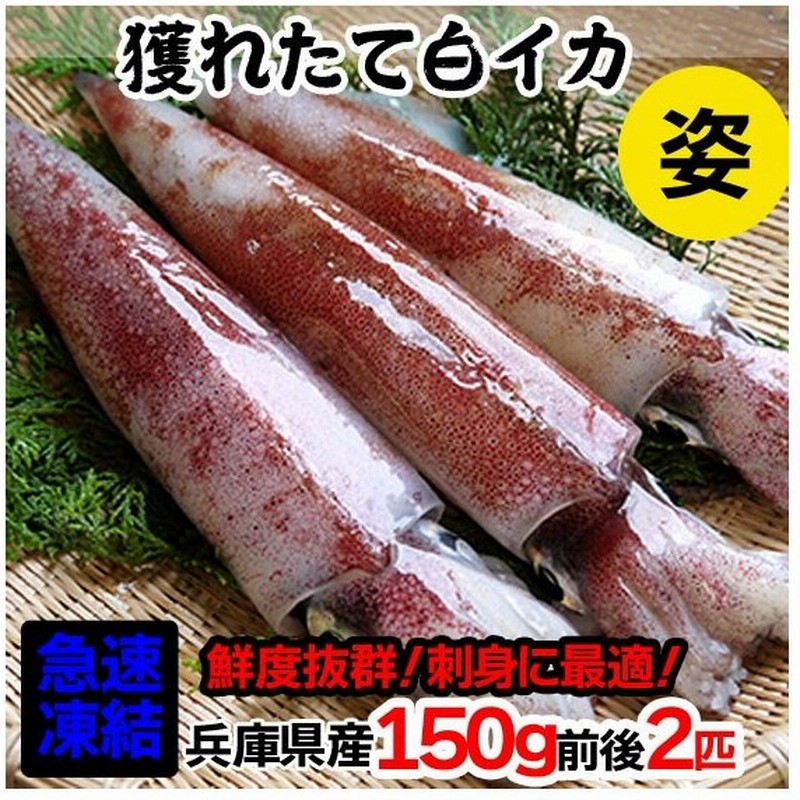 イカ 白イカ 刺身 剣先イカ 白いか シロイカ 山陰 日本海 兵庫県 150g前後 2匹 通販 Lineポイント最大get Lineショッピング