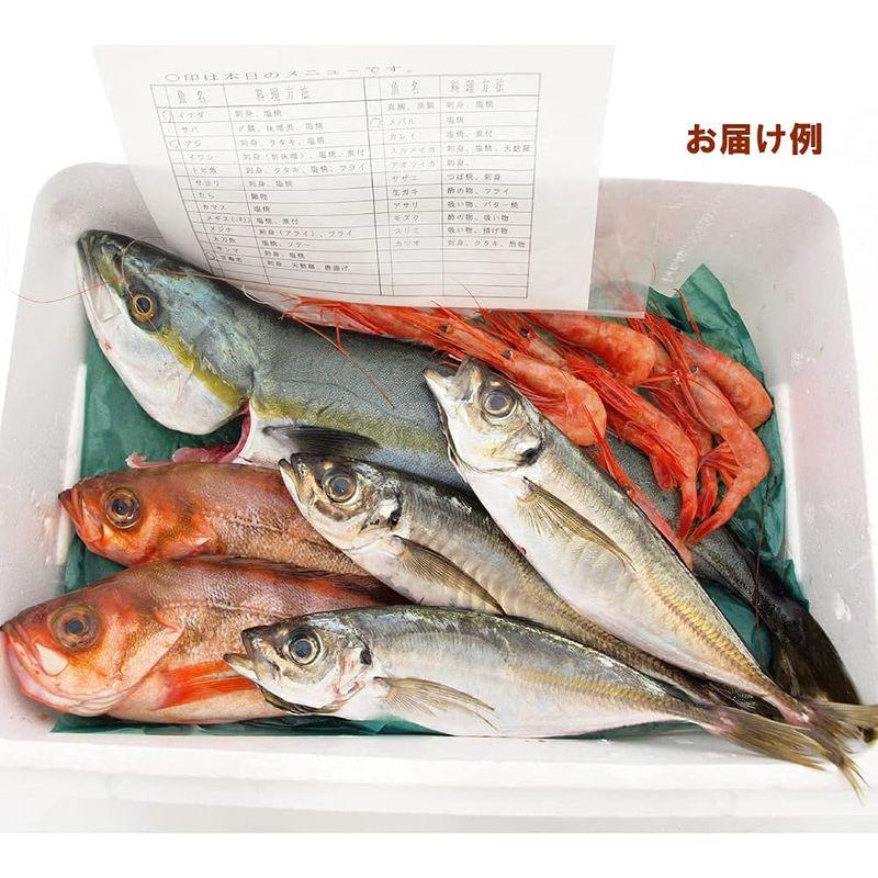 能西水産 能登産鮮魚おまかせセット 大 3?4種類