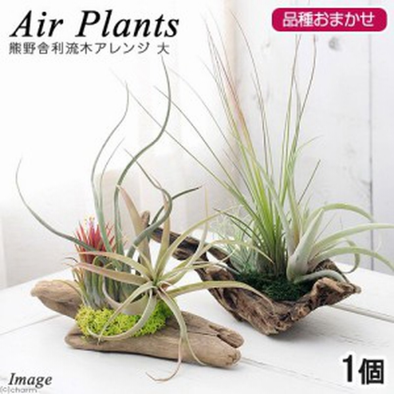 観葉植物 エアープランツ 熊野舎利流木アレンジ 大 １個 通販 Lineポイント最大1 0 Get Lineショッピング