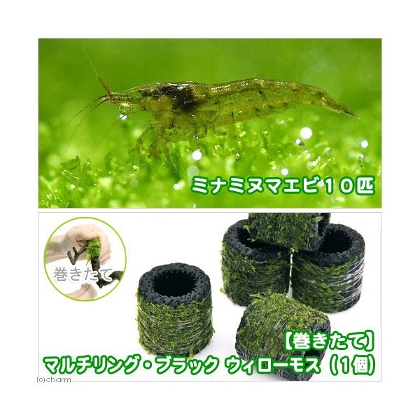 エビ 水草 巻きたて マルチリング ブラック 黒 ウィローモス 無農薬 １個 ミナミヌマエビ １０匹 北海道航空便要保温 通販 Lineポイント最大0 5 Get Lineショッピング