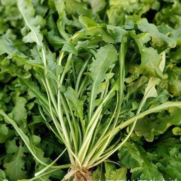 【薺菜種子】（100粒）大葉薺菜種籽 野菜種子 陽臺盆栽 易種植 室外芳香植物 香草芳香 植物種子