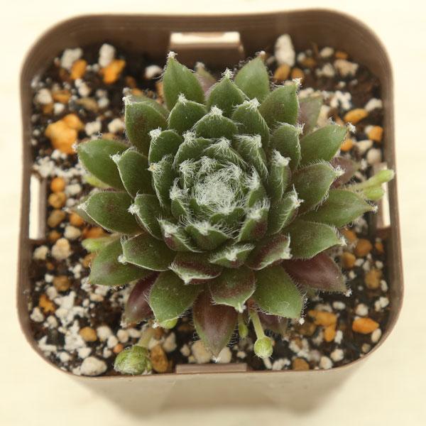 多肉植物 センペルビウム 赤巻絹 7.5cmポット苗 通販 LINEポイント最大0.5%GET LINEショッピング