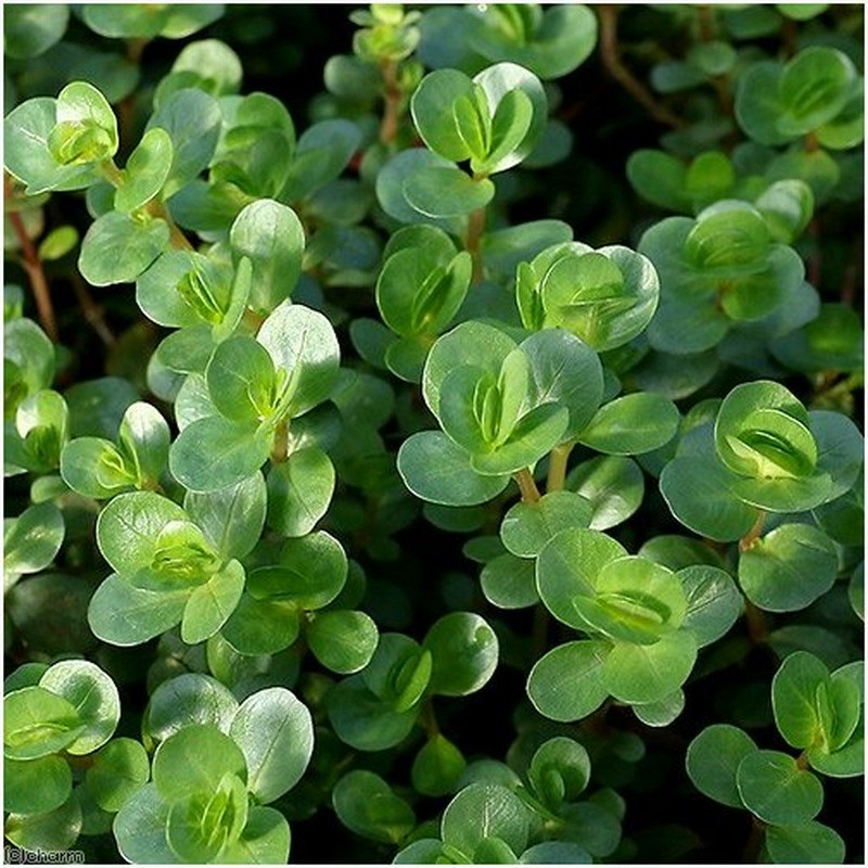 水草 ロタラｓｐ ワイナード 水上葉 無農薬 ２０本 通販 Lineポイント最大0 5 Get Lineショッピング