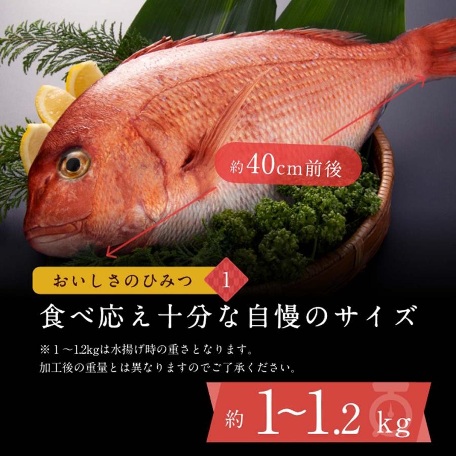 ＜送料無料＞正月用祝い鯛　１kg〜1.2kg　塩焼も◎刺身用