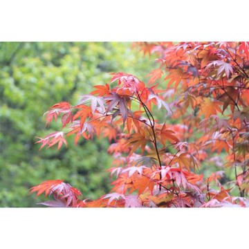 南投｜杉林溪賞楓季/黃金水杉銀杏湖.新景點～歐樂沃築夢城堡.大人囝仔二日｜高雄台南-25KHHNTO47