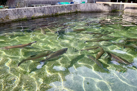 三瓶山の湧水で育った さんべサーモンのスモーク