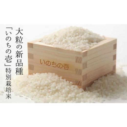 ふるさと納税 岐阜県 飛騨市 新米 令和5年産 いのちの壱 5kg 6ヵ月 定期便 特別栽培米 玄米対応可能 syun17