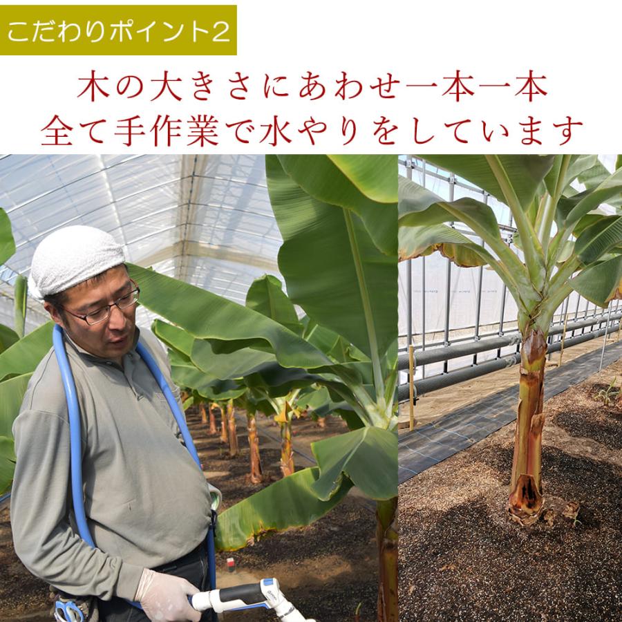 バナナ 国産無農薬 新潟県産 越後バナーナ 約500gギフトボックス 皮ごと食べられるバナナ フルーツ 贈り物 贈答 数量限定 最高級バナナ