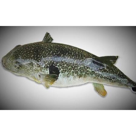 ふるさと納税 ふぐ 刺身 真ふぐ 140g (70g×2皿) 山口県産 フグ 刺し身 魚 魚介 魚介類 海鮮 天然 山口県萩市