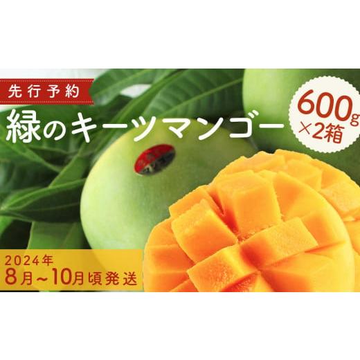 ふるさと納税 沖縄県 今帰仁村 緑のキーツマンゴー600g×2箱500箱限定