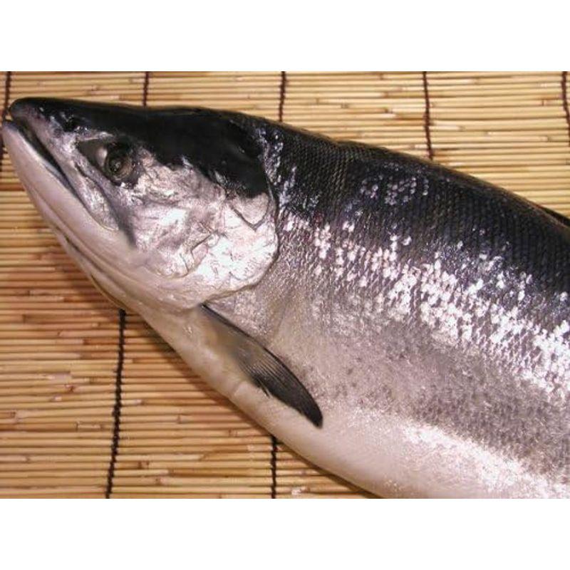 北海道産本紅鮭１尾(約2.0kg)切身