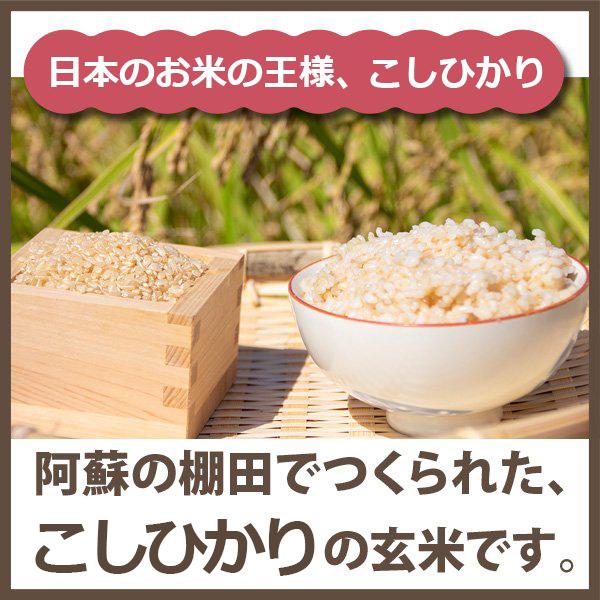 玄米 令和5年産 熊本県こしひかり 10kg