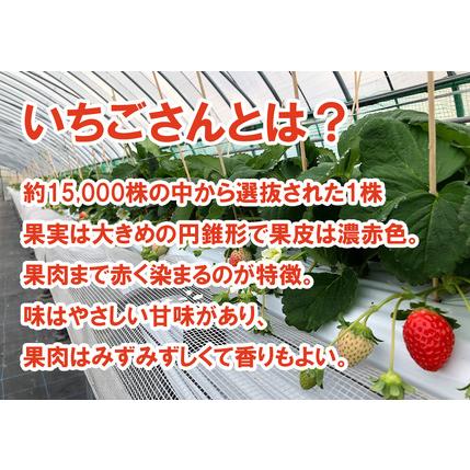 ふるさと納税 AE025_あま〜い！！キンド酵素栽培いちご数量限定！！ 佐賀県みやき町