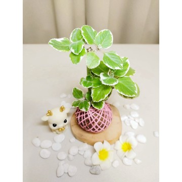 《Kamata🌈》迷你小苔球☘️ 白斑左手香 ☘️碰碰香 手作水苔球 苔玉 療癒小物  室內外植物 觀葉植物