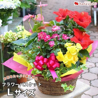 シクラメン鉢植え花の通販 3 990件の検索結果 Lineショッピング