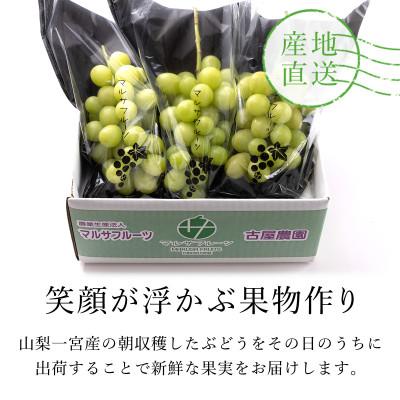 ふるさと納税 笛吹市 シャインマスカット　約1.1kg以上(2〜3房入)朝採り産地直送