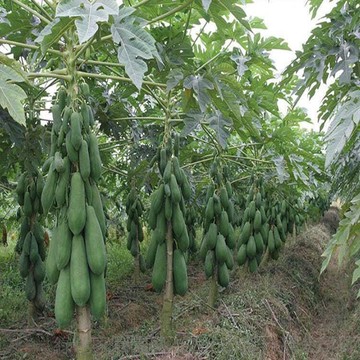 【自給自足】甜木瓜種子｜四季結果免農藥｜陽台頂樓盆栽地栽都可種｜新手栽培成功率高｜附破殼催芽方法｜現貨