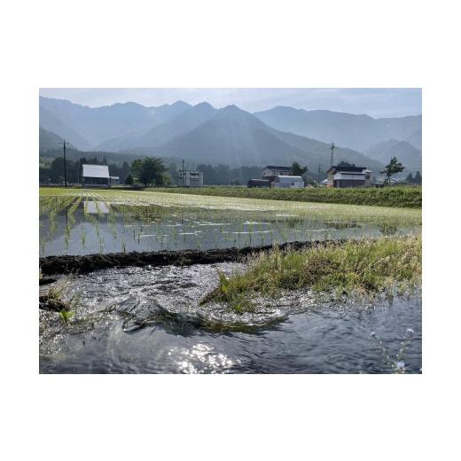 ふるさと納税 新潟県 南魚沼市 農家直送　南魚沼産コシヒカリ　10kg(5kg×2袋）