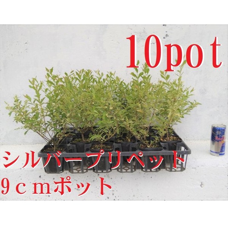 シルバープリペット 10ポットセット 生垣 9ｃｍポット 寄せ植え ガーデニング 西洋イボタ斑入り 苗 通販 Lineポイント最大get Lineショッピング