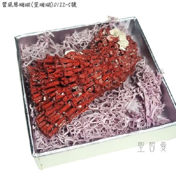 管風琴珊瑚(笙珊瑚)0122-5號-天然紅珊瑚礁簇海洋礦物晶體標本