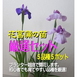 ふるさと納税 花菖蒲の苗　おすすめ5ポットセット 愛媛県大洲市