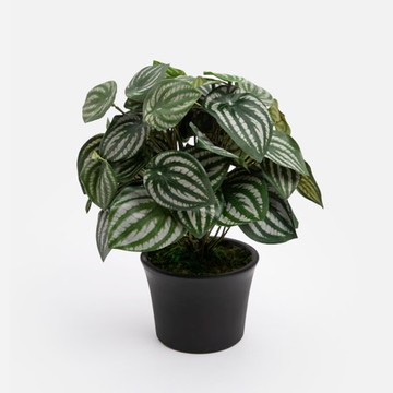 艾禮思擬真盆栽西瓜葉5吋