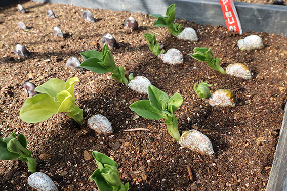 あまがえる農園のやさいセットL（栽培期間中農薬・化学肥料不使用）