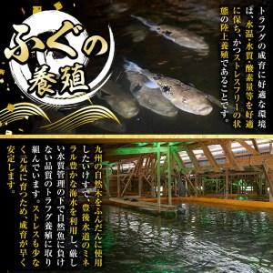 ふるさと納税 生簀直送 とらふぐ ぽん酢付き 刺し身 セット (刺し身×2皿・ヒレ×10g・皮スライス×60g) 魚 ふぐ 河豚 刺身 さしみ .. 大分県佐伯市