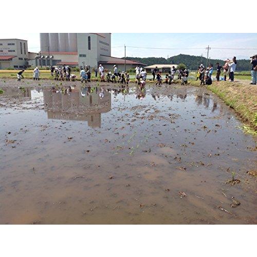 栃木県産 無洗米 なすひかり 10kg