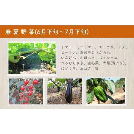 ふるさと納税 A-553 旬の野菜セットＢ 12~13品目 有機栽培 オーガニック 農家直送 野菜 さとう有機農園 おまかせ 旬野菜 春夏野菜 秋冬野菜 葉物.. 大分県宇佐市