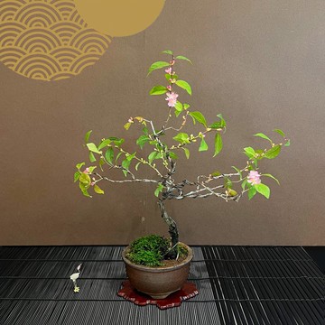 郁李中品盆景∣福昌柴燒圓鉢 即將滿花