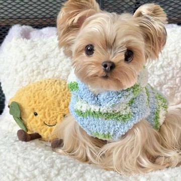 貓咪狗狗毛衣背心冬季新款泰迪約克夏小型犬寵物服裝保暖