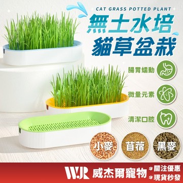 【威杰爾】水培盆栽盒 無土水培盒 貓咪排毛 貓草盆栽 種貓草 貓草盒 貓草 貓咪化毛 貓蔬菜 貓碗 盆栽【G016】