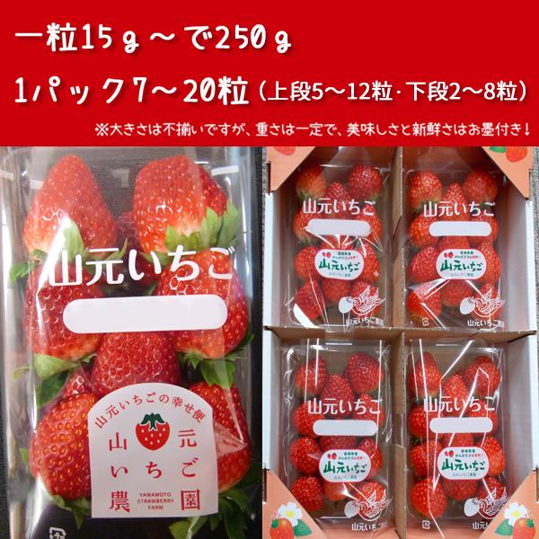 いちご 完熟 宮城 山元いちご農園 もういっこ 250g×4パック