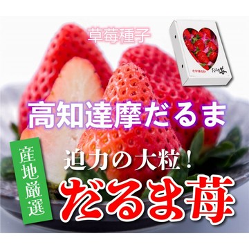 【日本種源殿堂級】全日系高知達摩草莓種子 日本四國原裝約100粒 高糖度高香氣 盆栽珍稀品種 挑戰栽培樂趣 附專業攻略指
