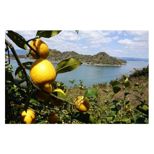 ふるさと納税 広島県 呉市 栽培期間中農薬不使用「レモン」約3kg