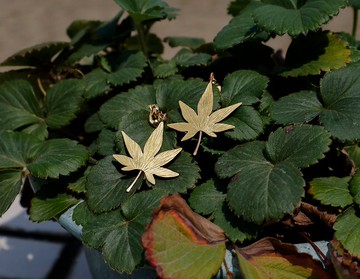 【訂製】七角楓葉耳環|耳夾|無耳洞|項鍊|黃銅|純手工|手作禮物