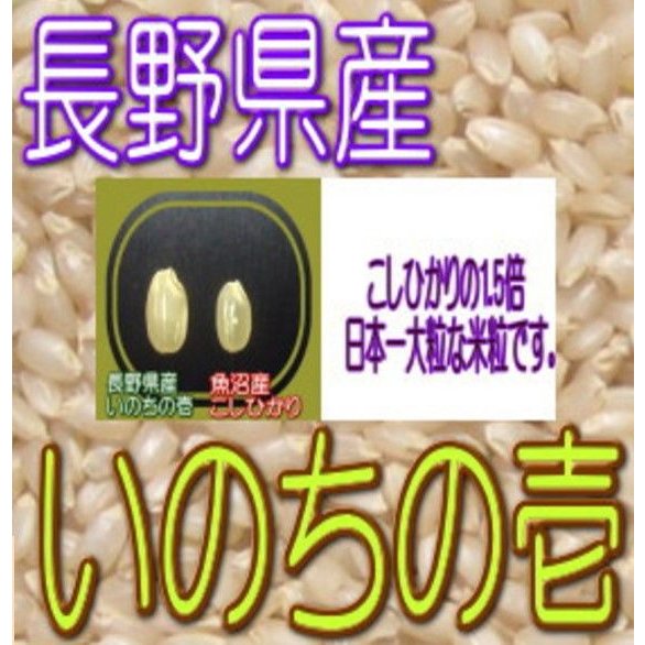 新米 玄米 いのちの壱 5kg 令和5年産 長野県産