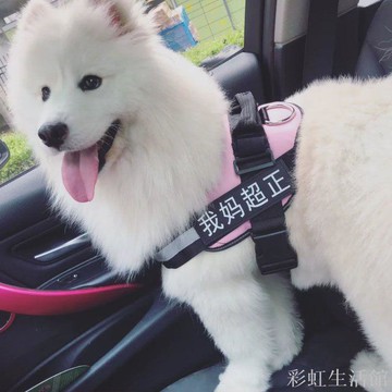 狗狗外出牽引繩胸背帶遛狗繩子金毛薩摩耶泰迪大中小型犬狗鏈用品