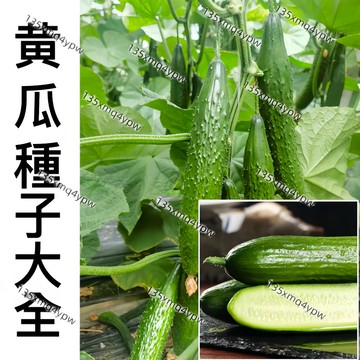 現貨【多品種黃瓜種子】（100粒）四季播種黃瓜籽 水果黃瓜 白皮黃瓜 蔬菜種子四季播種 易種植