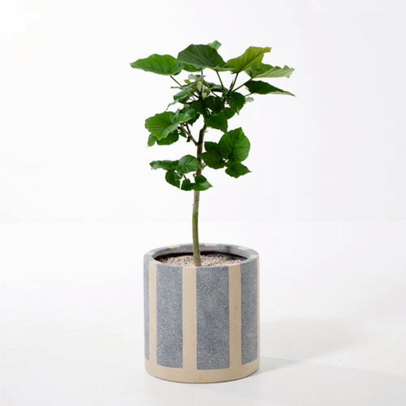 観葉植物 真っ直ぐで素直 育てやすいフィカス ウンベラータ 青山フラワーマーケット お祝い 自宅用 インテリア 通販 Lineポイント最大2 5 Get Lineショッピング