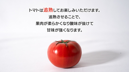  スーパーフルーツトマト 大箱 約2.6kg × 1箱  糖度9度 以上 野菜 フルーツトマト フルーツ トマト とまと [AF040ci]
