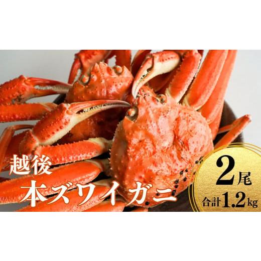 ふるさと納税 新潟県 糸魚川市 〈期間限定〉越後 本ズワイガニ 600g×2杯 計1.2kg 姿 糸魚川産 浜茹で 鮮度が命！茹でたて直送 ずわいがに かに 蟹 新鮮 高級…