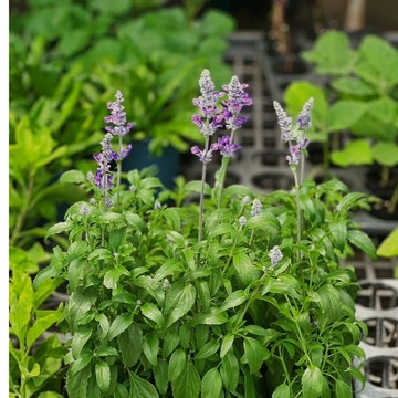 鼠尾草【大里種苗】3吋│觀賞用│非食用│耐熱耐旱│紫花