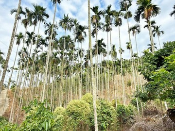 國姓鄉龜子頭段千坪農地｜國姓交流道｜仙佛寺｜南投縣國姓鄉龜子頭段