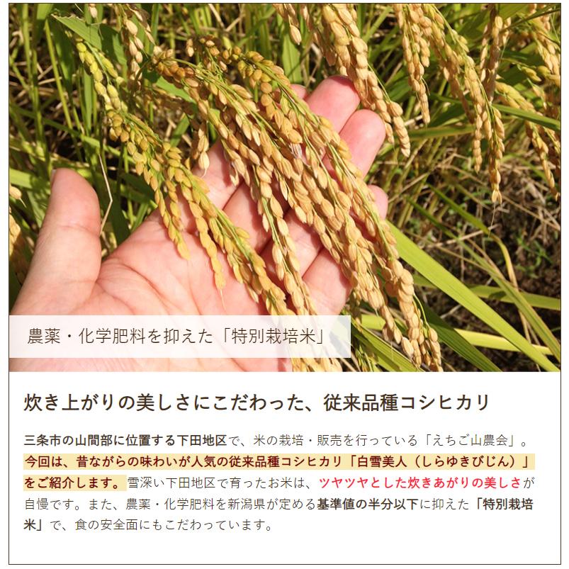 特別栽培米（無農薬・無化学肥料）下田産コシヒカリ「白雪美人」（従来品種）精米5kg えちご山農会 送料無料