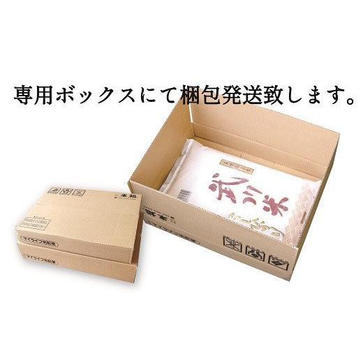 ふるさと納税 山梨県 笛吹市 山梨県産 武川米こしひかり10kg