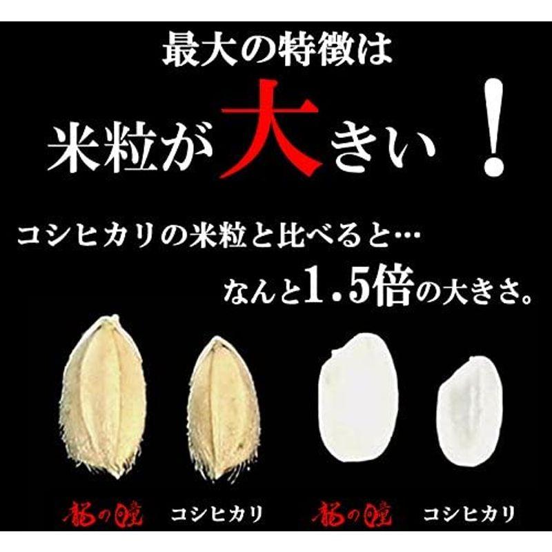 龍の瞳 いのちの壱 令和4年産 白米 (10kg(5kg×2袋))